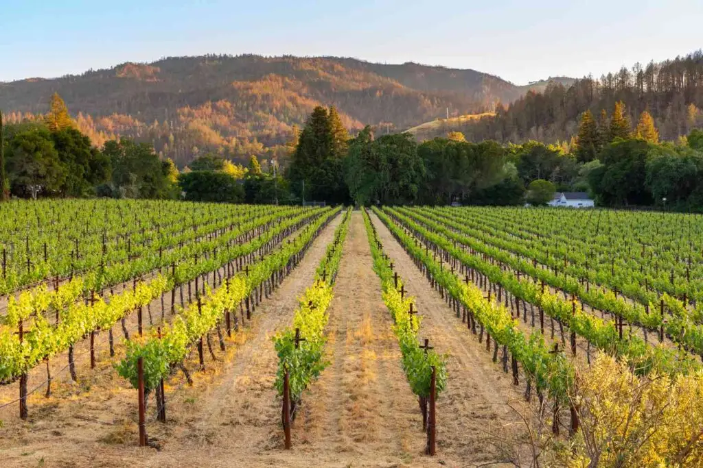 Napa Vineyard with Hills in Distance