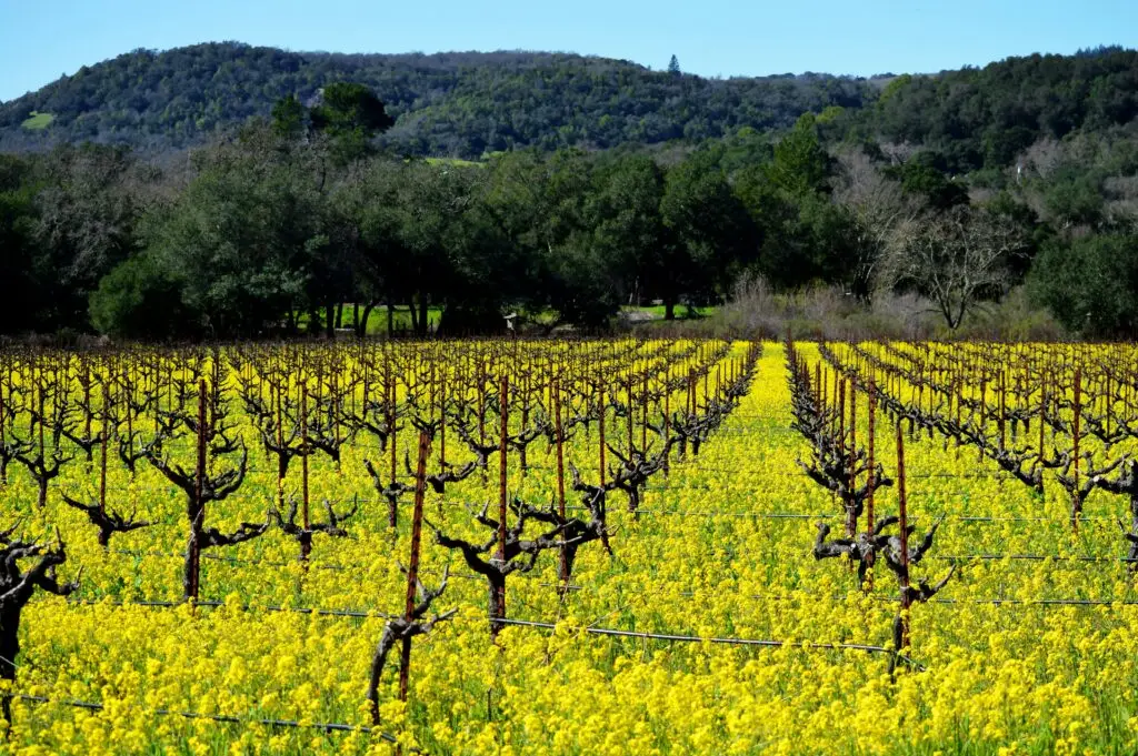 Vineyard for events in Sonoma