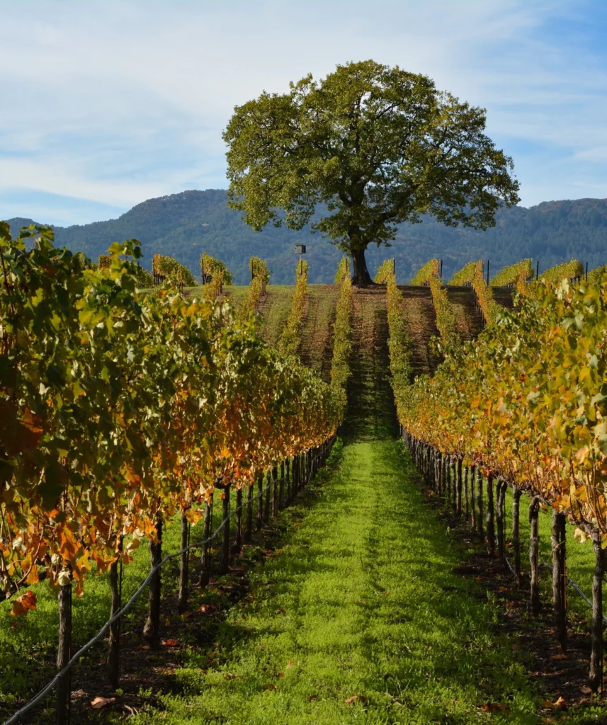 Beautiful Glen Ellen Vineyard Wedding Venue